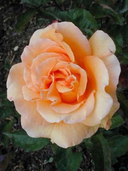 Rosier Thé moderne 'Doris Tysterman'