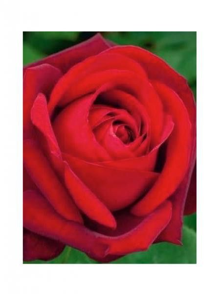 Rosier Thé moderne 'Edith Piaf'