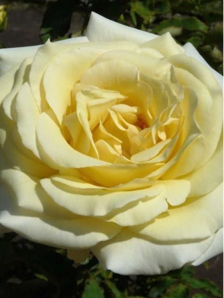 Rosier Thé moderne 'Elina'