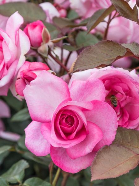 Rosier Thé moderne 'Eliza'