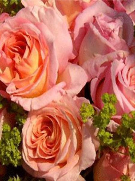 Rosier Thé moderne 'Elle'