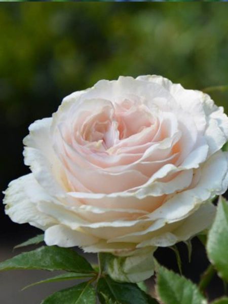 Rosier Thé moderne 'Elvis®'