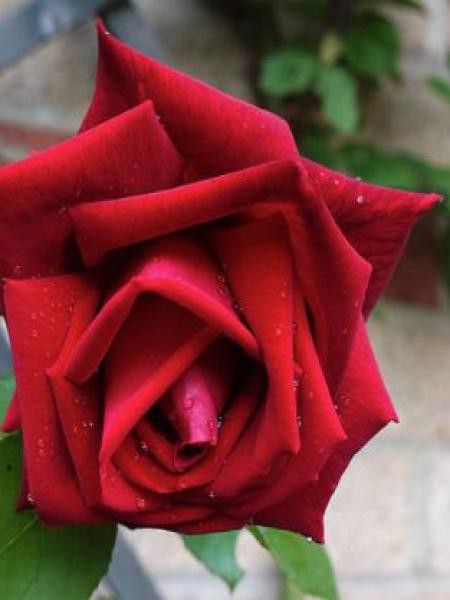 Rosier Thé moderne 'Ena Harkness'