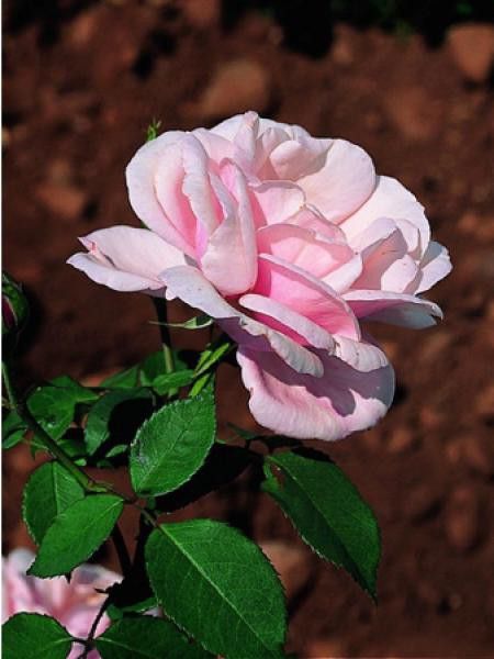 Rosier Thé moderne 'Eva de Grossouvre'