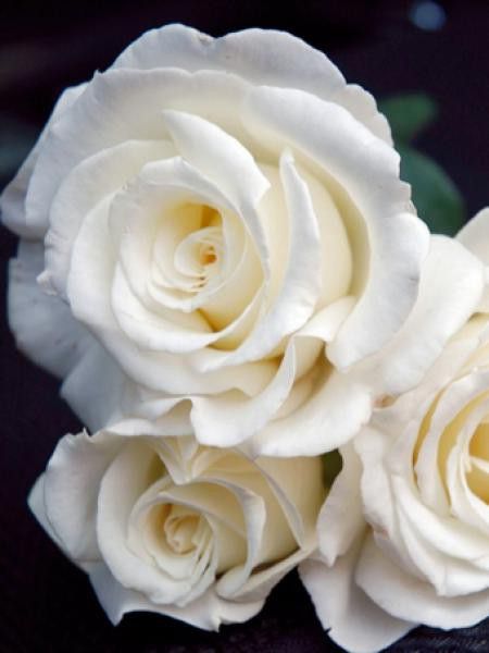 Rosier Thé moderne 'Frédéric Dard'®