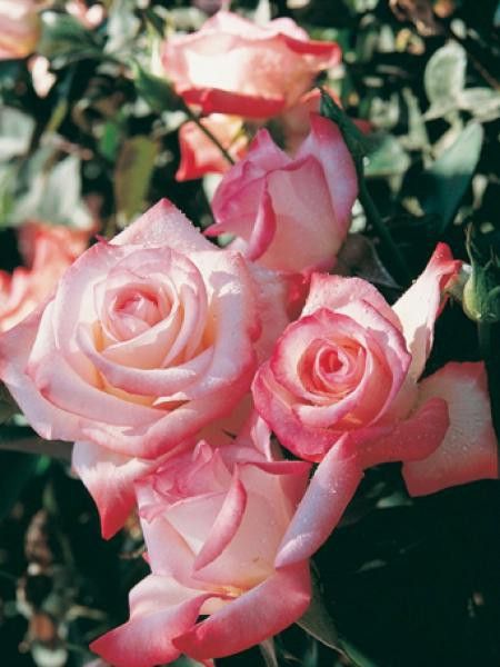 Rosier Thé moderne 'Gemini'®