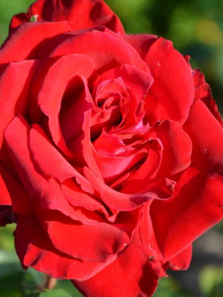 Rosier Thé moderne 'Georges Duboeuf'