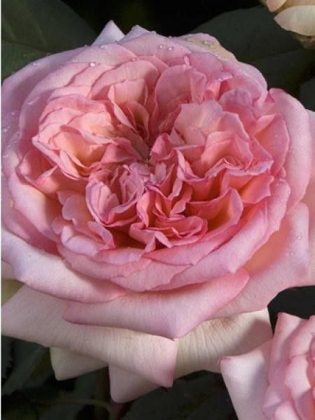 Rosier Thé moderne 'Georges sand'