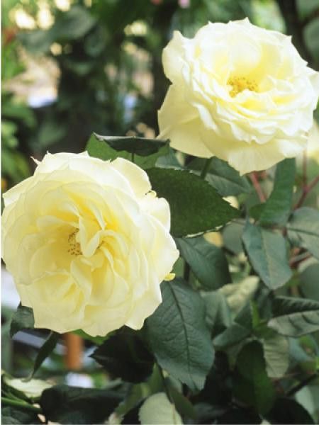 Rosier Thé moderne 'Gloire Lyonnaise'