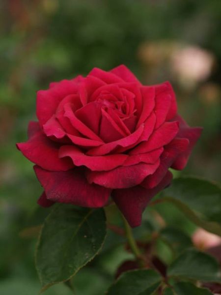 Rosier Thé moderne 'Grafin Diana'®