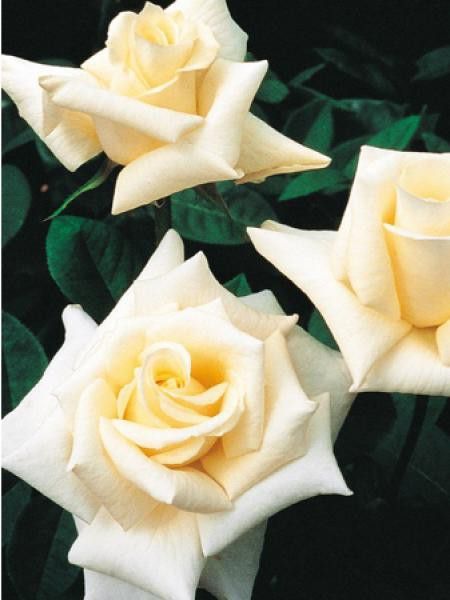 Rosier Thé moderne 'Grand Finale'®