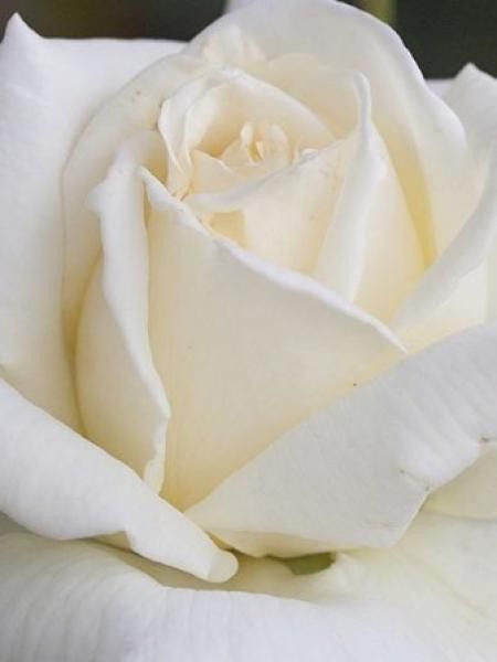 Rosier Thé moderne 'Henri Salvador'