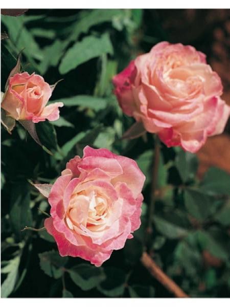 Rosier Thé moderne 'Homère'