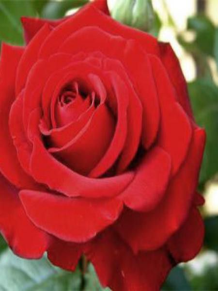 Rosier Thé moderne 'Ingrid Bergman'