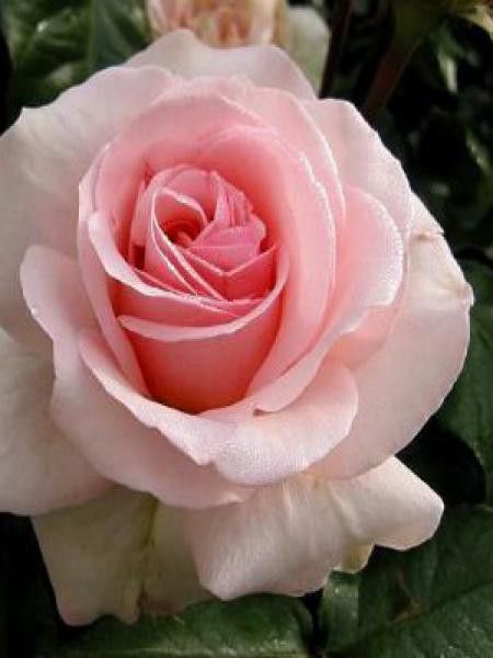 Rosier Thé moderne 'Johann Strauss'