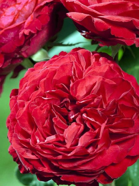 Rosier Thé moderne 'Jubile Laperriere 150 ans'®