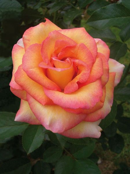 Rosier Thé moderne 'Jules Verne®'