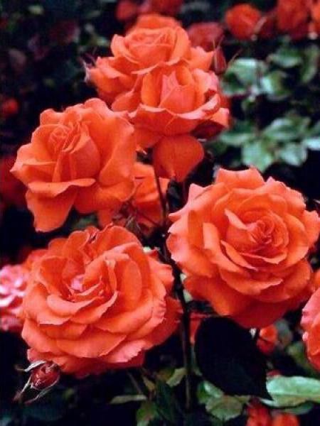 Rosier Thé moderne 'Kanegem'