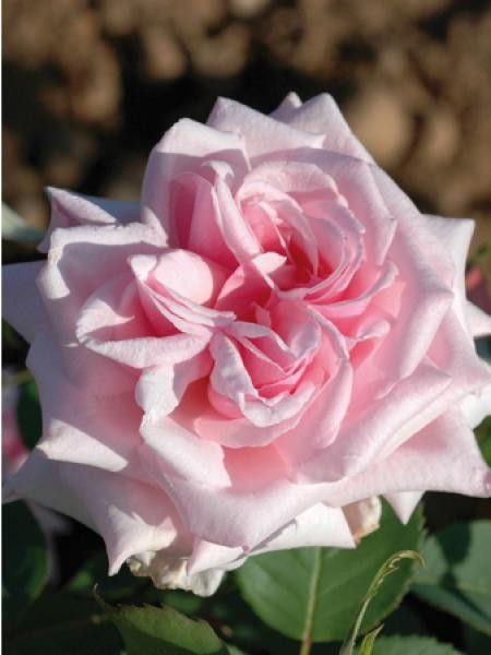 Rosier Thé moderne 'La France'