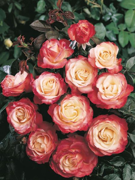 Rosier Thé moderne 'La Garçonne'®