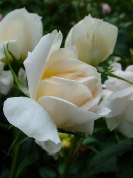 Rosier Thé moderne 'La Perla'®