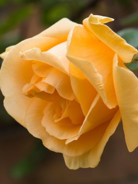 Rosier Thé moderne 'Lady Hillingdon'