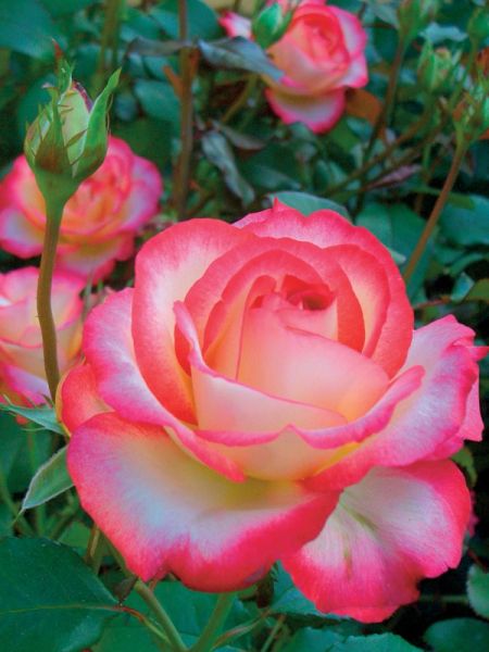 Rosier Thé moderne 'Léo Ferre®'