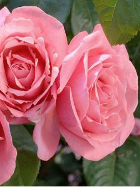 Rosier Thé moderne 'Line Renaud'