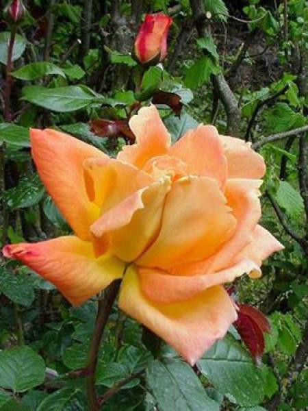 Rosier Thé moderne 'Louis de Funès'