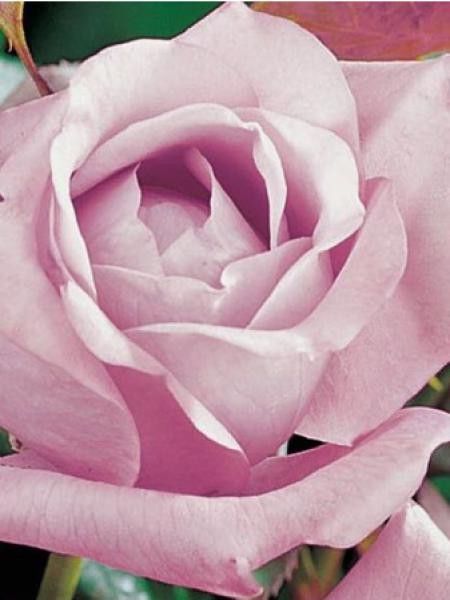 Rosier Thé moderne 'Lugdunum'