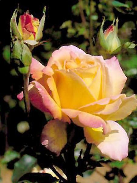 Rosier Thé moderne 'Madame A. Meilland'