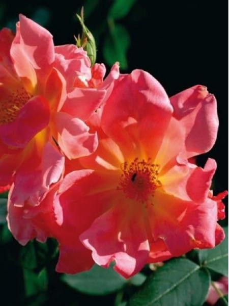 Rosier Thé moderne 'Madette'