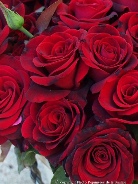 Rosier Thé moderne 'Magie noire'