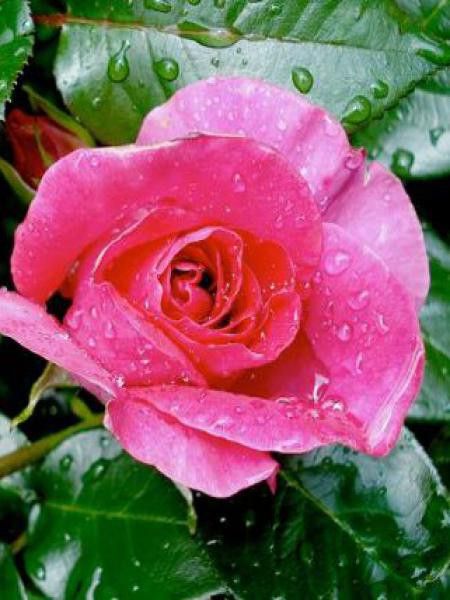 Rosier Thé moderne 'Manou Meilland'