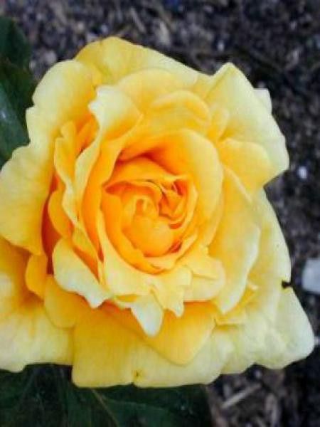 Rosier Thé moderne 'Marco Polo'