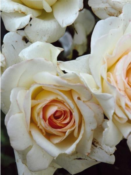 Rosier Thé moderne 'Marie-Christine Barrault'®