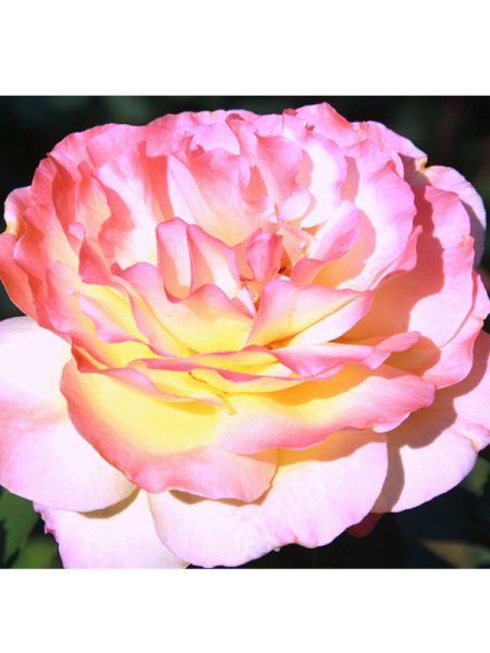 Rosier Thé moderne 'Maurice Schilliger®'