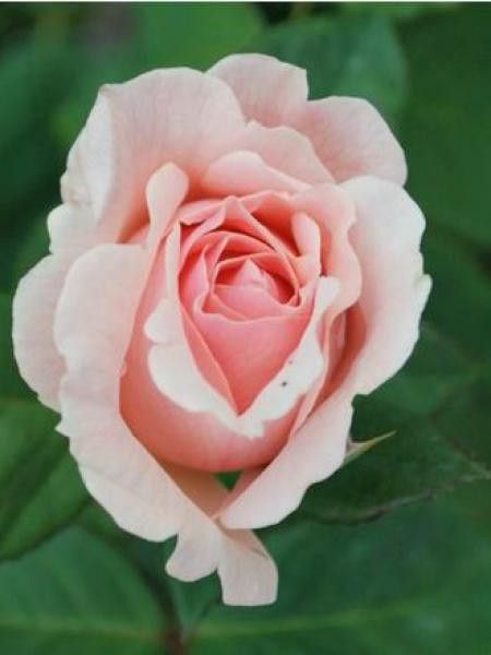 Rosier Thé moderne 'Maxima Romantica'