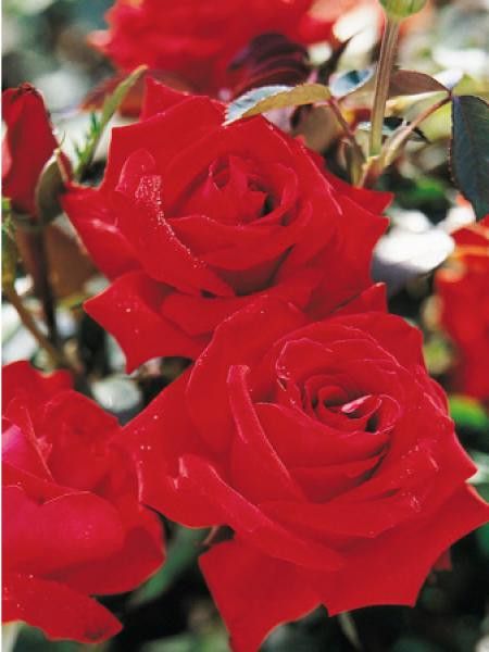 Rosier Thé moderne 'Merveille de Gien'®