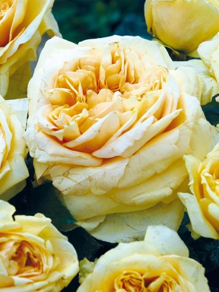 Rosier Thé moderne 'Michel Fugain'