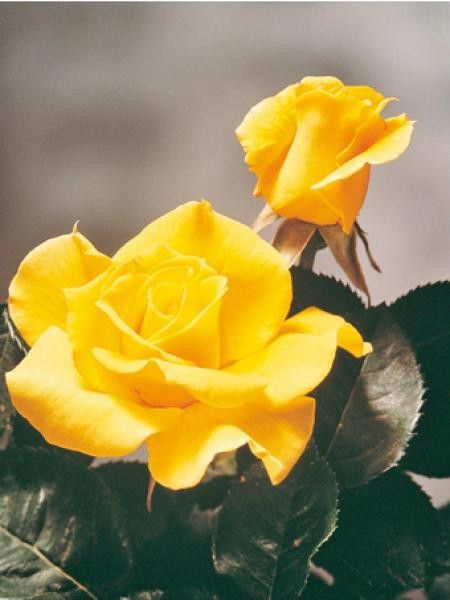 Rosier Thé moderne 'Midas Touch'®
