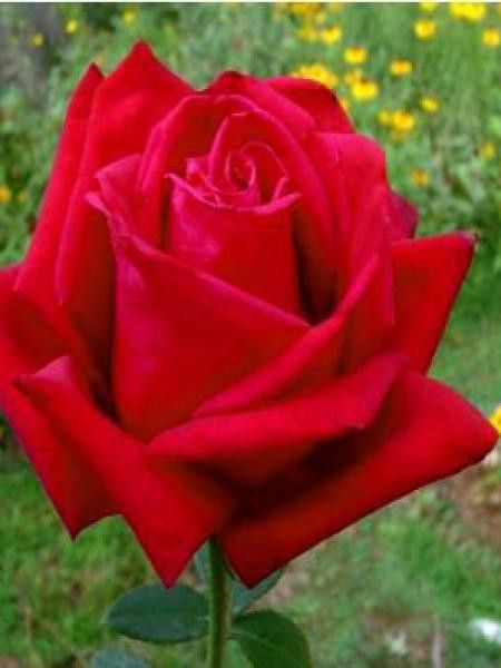 Rosier Thé moderne 'Mister Lincoln'