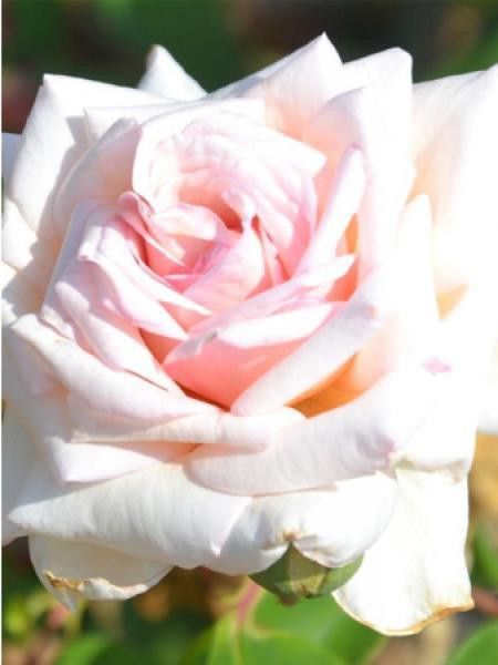 Rosier Thé moderne 'Mme Jules Gravereaux'