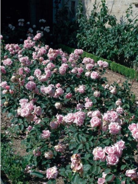 Rosier Thé moderne 'Mme Léon Pain'