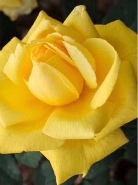 Rosier Thé moderne 'Nicolas Hulot'