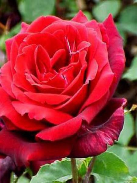 Rosier Thé moderne 'Papa Meilland'