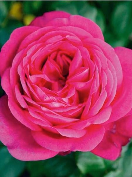 Rosier Thé moderne 'Parfum de Honfleur'®