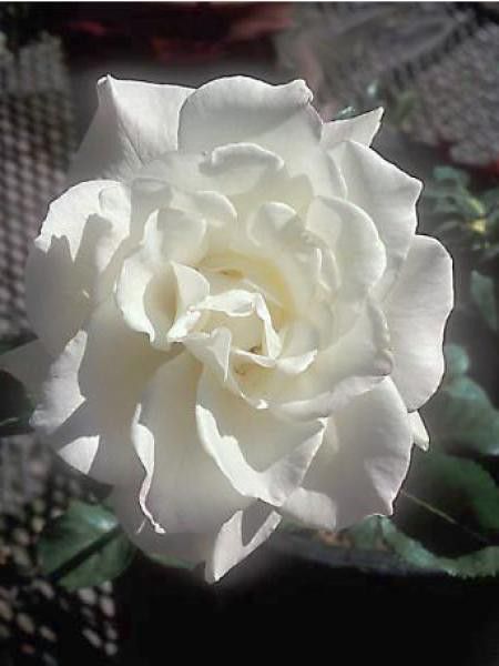 Rosier Thé moderne 'Pascali'