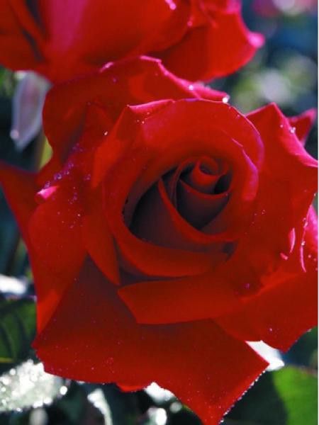 Rosier Thé moderne 'Perfectly Red'