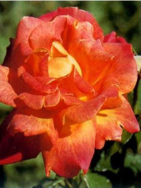 Rosier Thé moderne 'Picadilly'